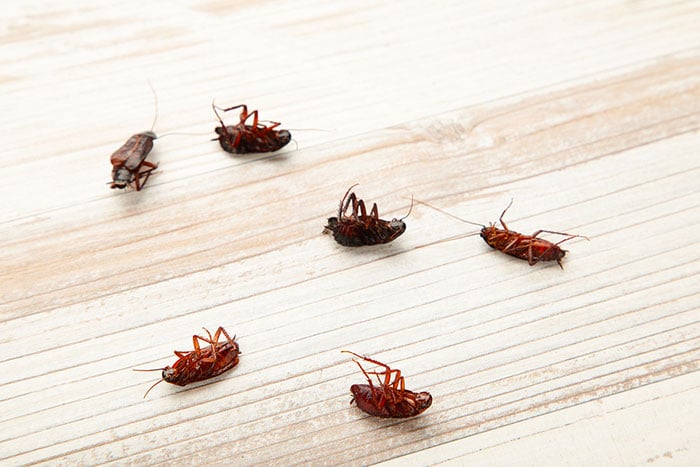 Why You Are Seeing So Many Cockroaches and What to Do about Them 3 Cockroach Extermination